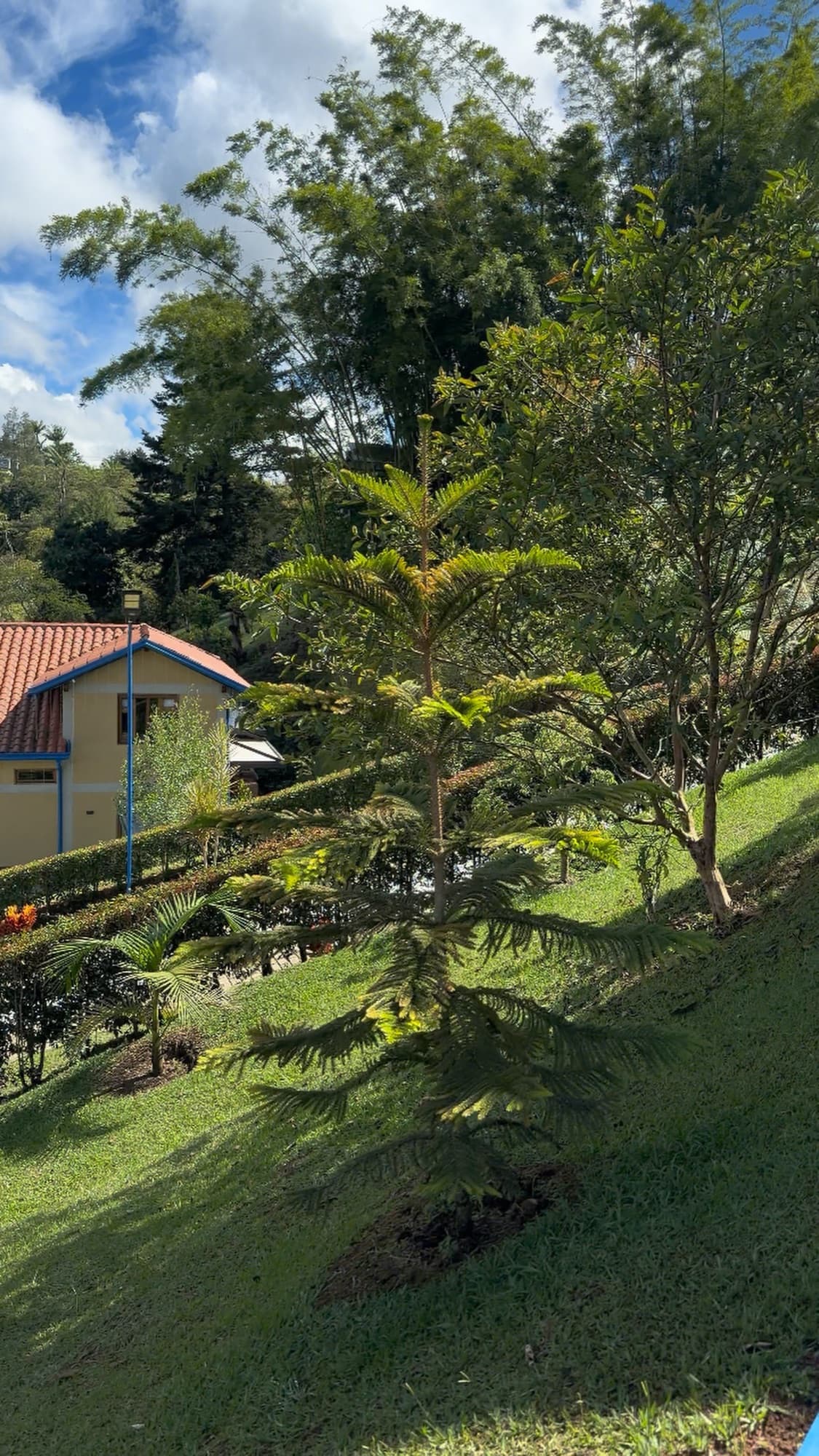 Cabaña rodeada de árboles