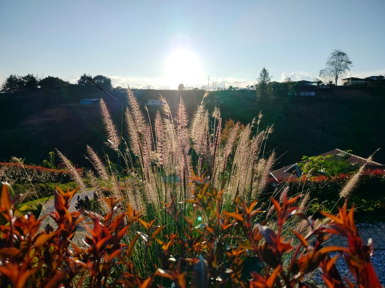 Espigas doradas a contraluz al atardecer entre los jardines del Condominio Turístico Entre Guaduales