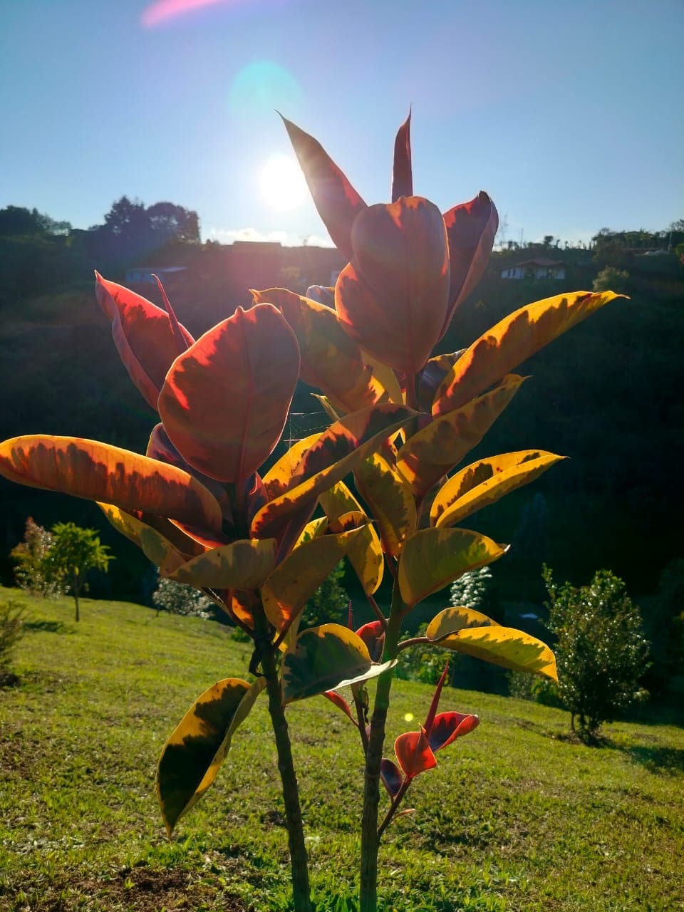 Hojas doradas a contraluz al atardecer