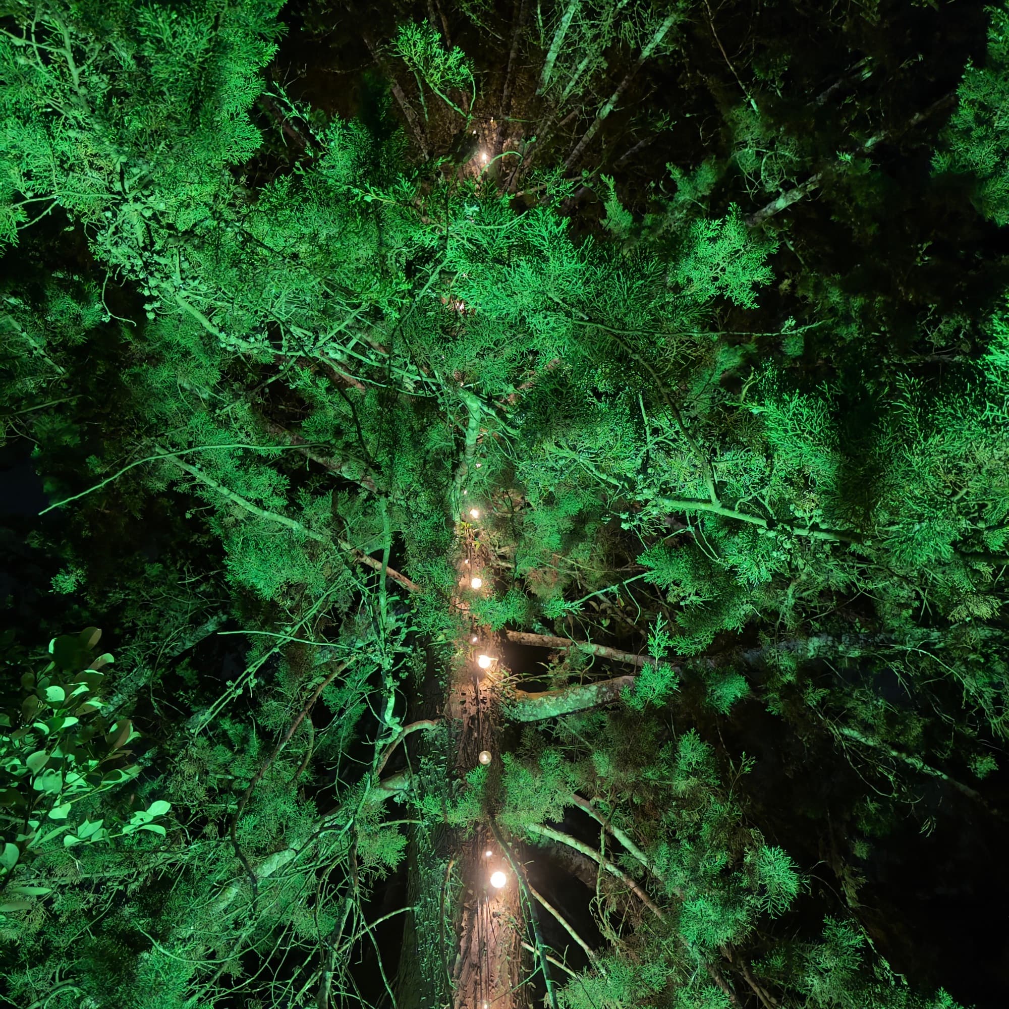 Vista aérea del bosque circundante