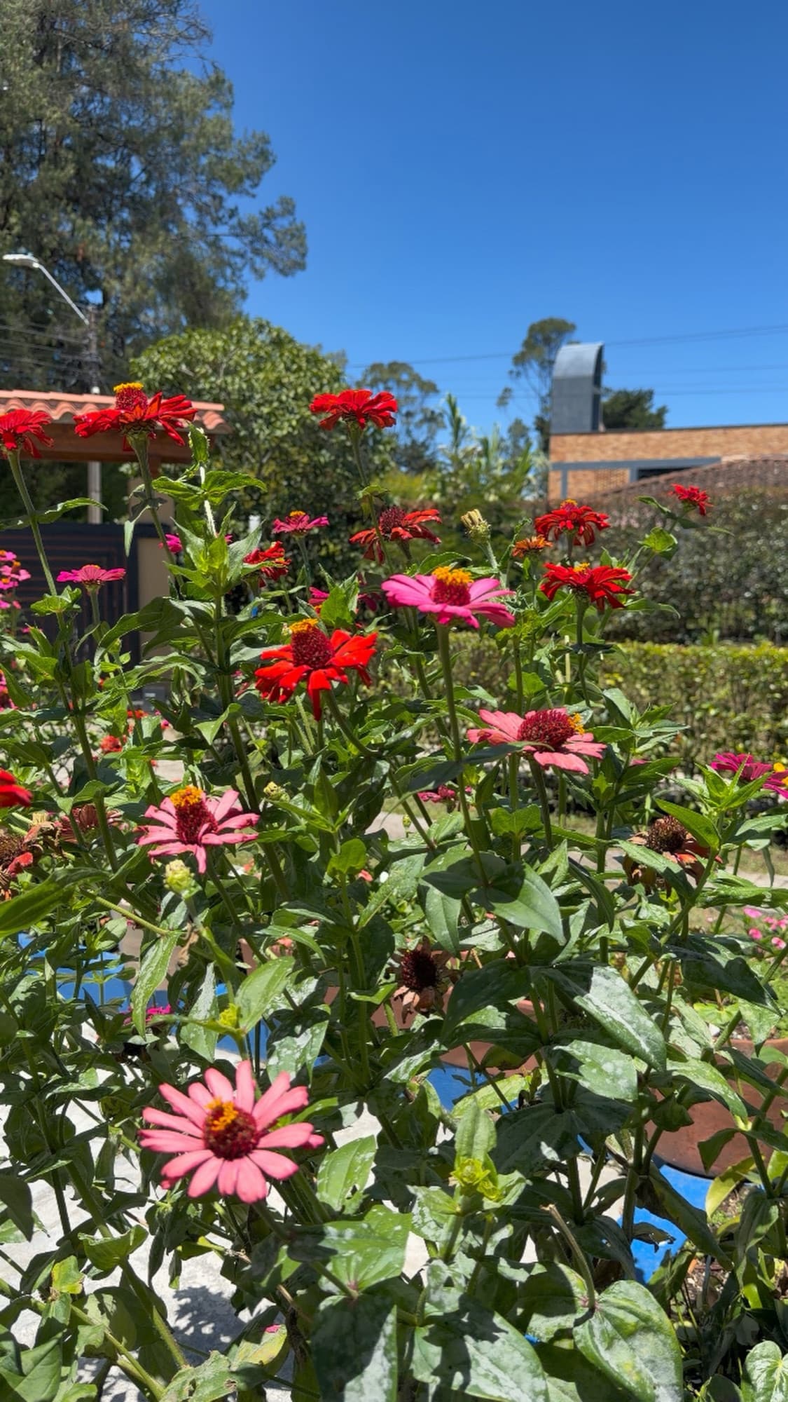 Flores rojas con cielo azul