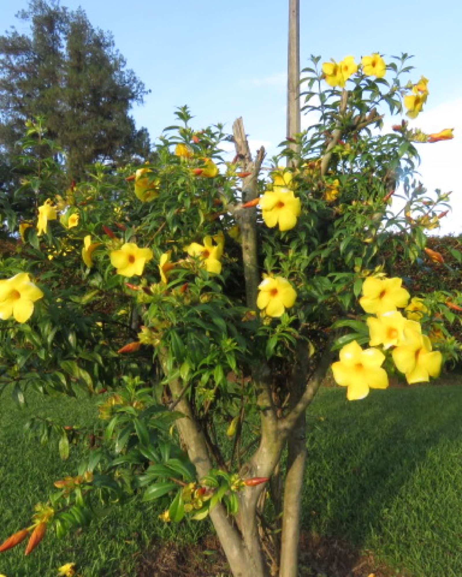 Flores amarillas del jardín
