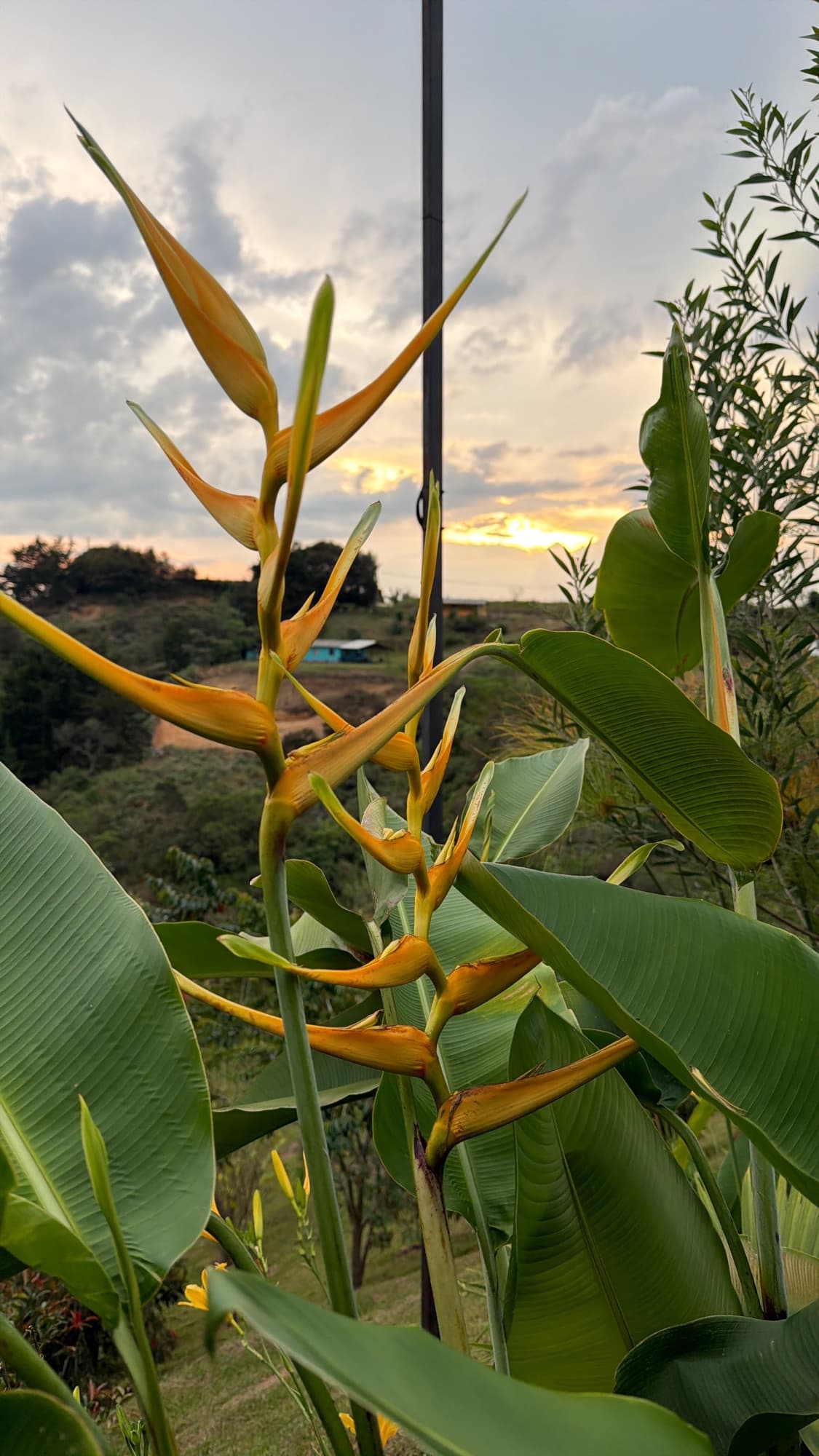 Heliconia del jardín