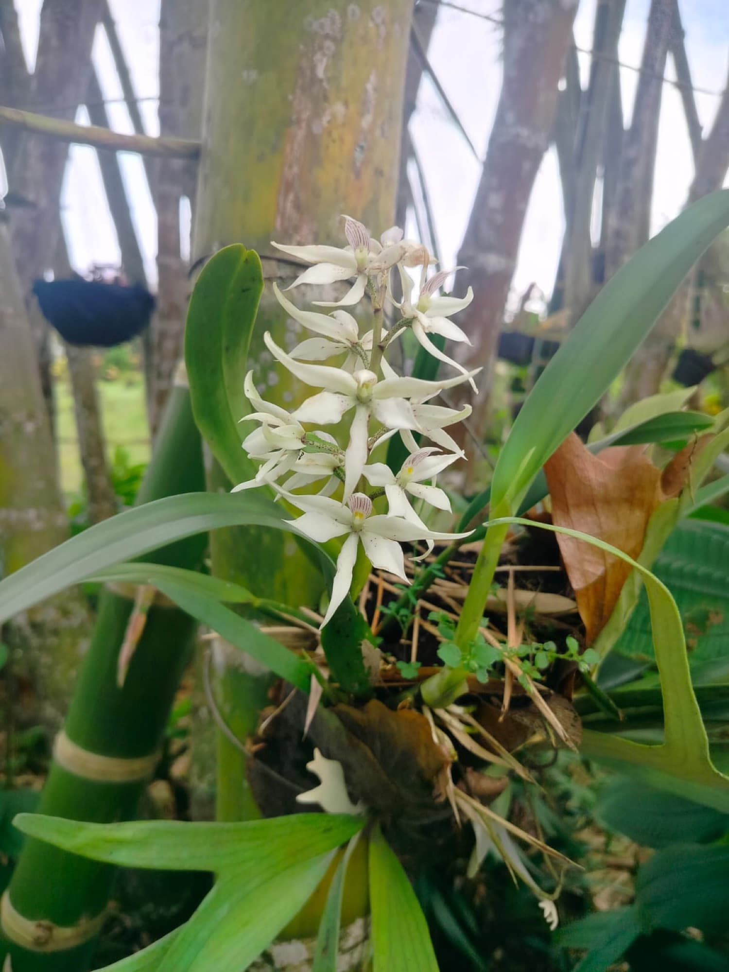 Orquídea blanca
